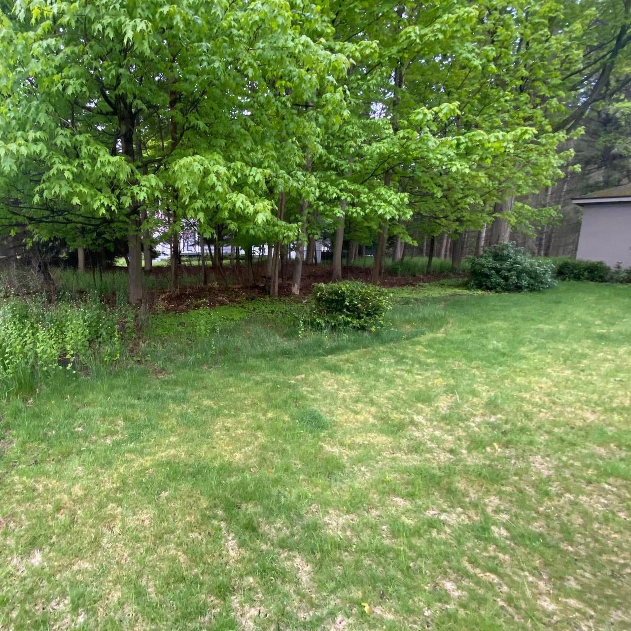 Before — backyard before mowing and mulching